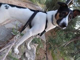 Άria (Άρια), Mixed Breed (Dogs Voice)