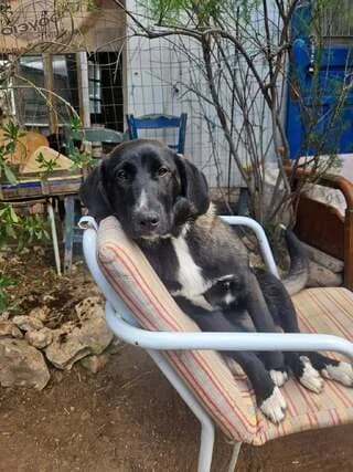 Mimoza (Μιμόζα), female puppy Mixed Breed for adoption at Dogs Voice, Athens