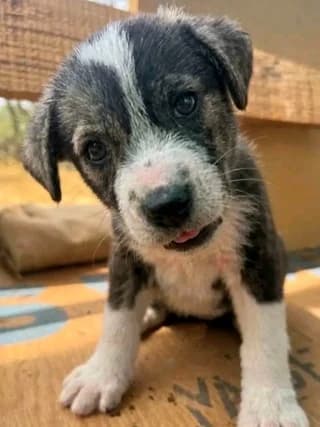 Kiko, female puppy Mixed Breed for adoption at Dogs Voice, Athens