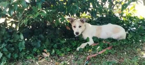 Tornillo, male puppy Mixed Breed for adoption at Dogs Voice, Athens