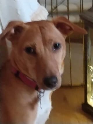 Lily, female young Mixed Breed for adoption at Dogs Voice, Athens