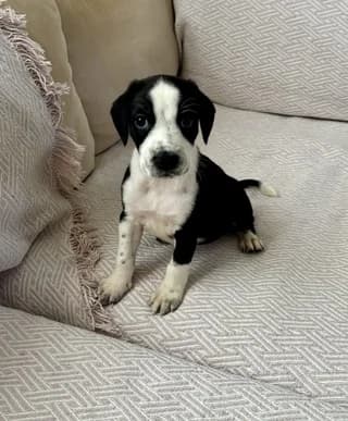 DAFNI (ΔΑΦΝΗ), female puppy Mixed Breed for adoption at Dogs Voice, Athens