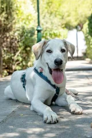 Rice, male puppy Mixed Breed for adoption at Dogs Voice, Athens