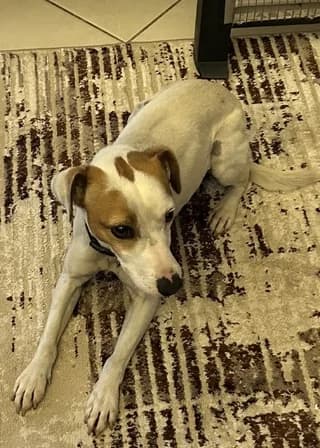 Loko (Λοκο), male 3yo Mixed Breed for adoption at Dogs Voice, Athens