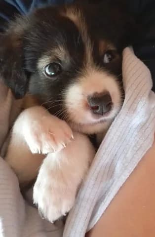 Eya (Εύα), female Mixed Breed for adoption at Dogs Voice, Athens