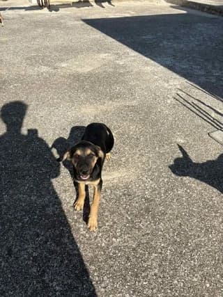 Karmen (Καρμεν), female Mixed Breed for adoption at Dogs Voice, Athens