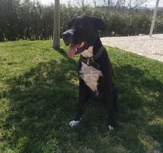 Rafa (Ράφα), male Mixed Breed for adoption at Dogs Voice, Athens