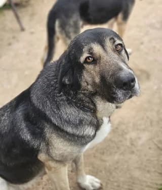 Vera (Βέρα), female Mixed Breed for adoption at Dogs Voice, Athens