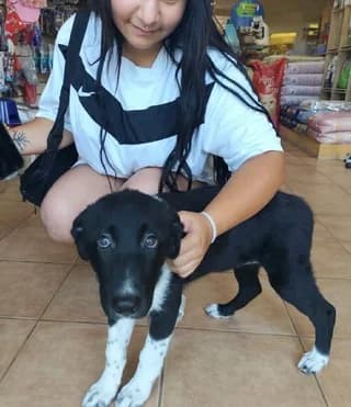Selina (Σέλινα), female Mixed Breed for adoption at Dogs Voice, Athens