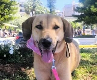 Loyna (Λούνα), female Mixed Breed for adoption at Dogs Voice, Athens