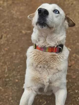 Zoi (Ζωή),  Mixed Breed for adoption at Dogs Voice, Athens