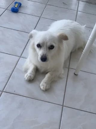Arya (Αρυα), female Mixed Breed for adoption at Dogs Voice, Athens