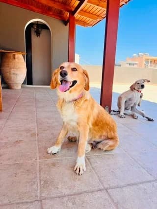 Tzina, female Mixed Breed for adoption at Dogs Voice, Athens