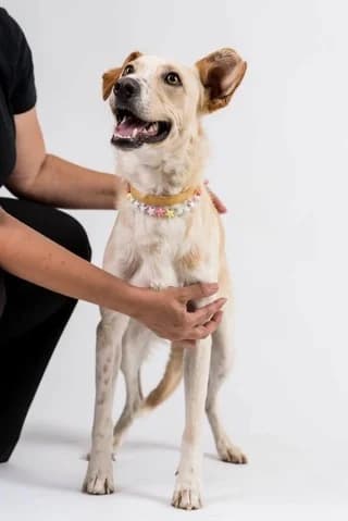 WILLY, male Mixed Breed for adoption at Dogs Voice, Athens