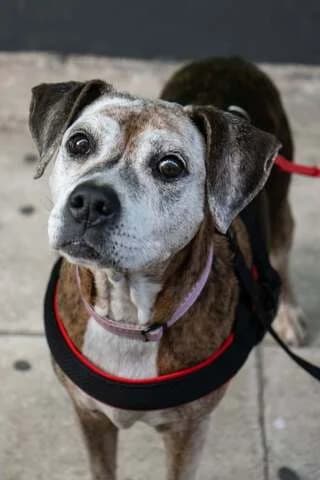 IRA (ΗΡΑ), female Mixed Breed for adoption at Dogs Voice, Athens