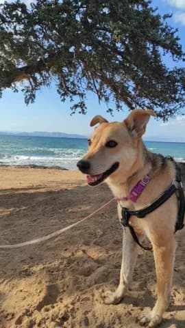 Beilis, female Mixed Breed for adoption at Dogs Voice, Athens