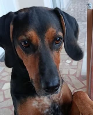 Loyloyka ♥️♥️♥️ (Λουλούκα ♥️♥️♥️), female Mixed Breed for adoption at Dogs Voice, Athens
