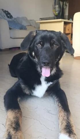 SPEEDY, male Mixed Breed for adoption at Dogs Voice, Athens