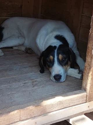 ROYMPY (ΡΟΥΜΠΥ), female Mixed Breed for adoption at Dogs Voice, Athens
