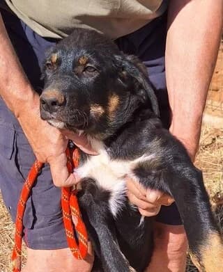 FOIVOS (ΦΟΙΒΟΣ), male Mixed Breed for adoption at Dogs Voice, Athens