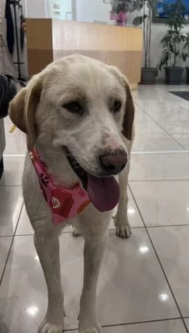 MPIZOY (ΜΠΙΖΟΥ), female Mixed Breed for adoption at Dogs Voice, Athens