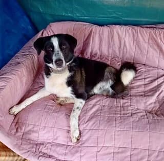 Bowie (Fotis) (Bowie (Φώτης)), male Mixed Breed for adoption at Dogs Voice, Athens