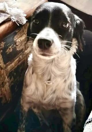 Luna, female Mixed Breed for adoption at Dogs Voice, Athens