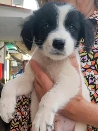 Archie, male Mixed Breed for adoption at Dogs Voice, Athens