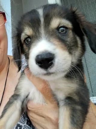 Alfie, male Mixed Breed for adoption at Dogs Voice, Athens