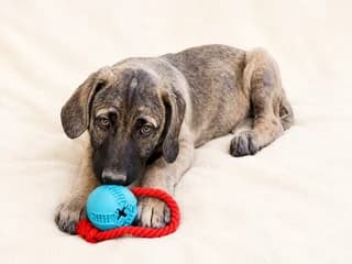Selini (Σελήνη), female Mixed Breed for adoption at Dogs Voice, Athens