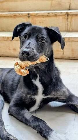 Viky (Βίκυ), female Mixed Breed for adoption at Dogs Voice, Athens