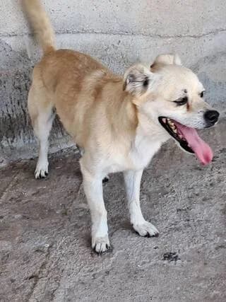 SNOYPI 7 KILA (ΣΝΟΥΠΙ 7 ΚΙΛΑ), male Mixed Breed for adoption at Dogs Voice, Athens
