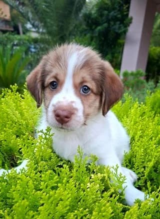 Amber, female Mixed Breed for adoption at Dogs Voice, Athens