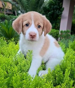 Brioche, female Mixed Breed for adoption at Dogs Voice, Athens