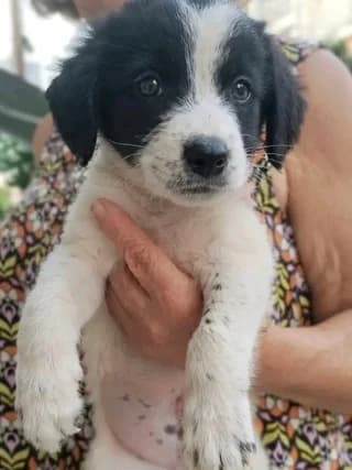 Archie, male puppy Mixed Breed for adoption at Dogs Voice, Athens