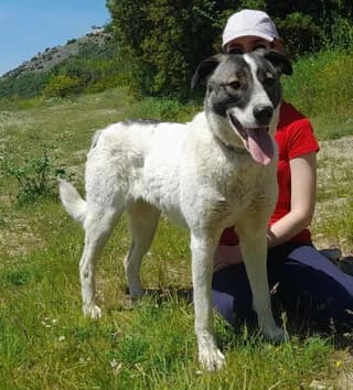 Keli (Κέλι), female 3yo Mixed Breed for adoption at Dogs Voice, Athens