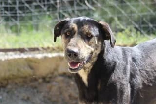 Franki (Φράνκι), male 7yo Mixed Breed for adoption at Dogs Voice, Athens