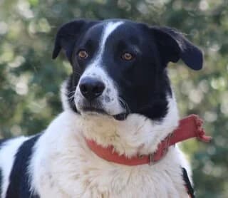 Loypin (Λούπιν), male 3yo Mixed Breed for adoption at Dogs Voice, Athens