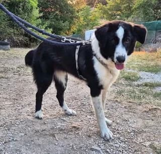 Paschalia (Πασχαλιά), female young Mixed Breed for adoption at Dogs Voice, Athens