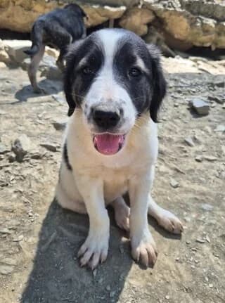 Patatoyfa (Πατατούφα), female puppy Mixed Breed for adoption at Dogs Voice, Athens