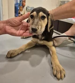 Krepa (Κρέπα), female puppy Mixed Breed for adoption at Dogs Voice, Athens