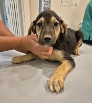 Mezes (Μεζές), male puppy Mixed Breed for adoption at Dogs Voice, Athens