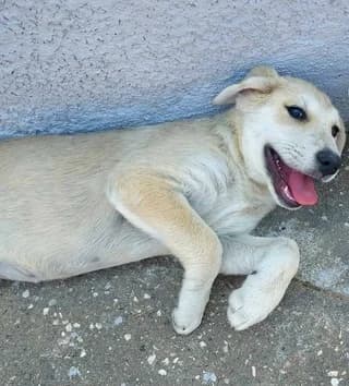 Anonymos (Ανώνυμος), female puppy Mixed Breed for adoption at Dogs Voice, Athens