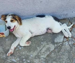 Anonymos (Ανώνυμος), female puppy Mixed Breed for adoption at Dogs Voice, Athens