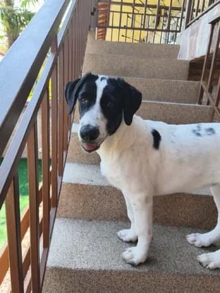 Chaido (Χάιδω), female puppy Mixed Breed for adoption at Dogs Voice, Athens