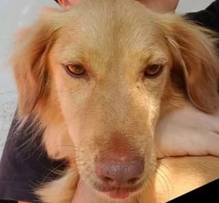 Melody, female 7yo Mixed Breed for adoption at Dogs Voice, Athens