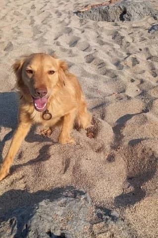 Melodia (Μελωδία), female 7yo Mixed Breed for adoption at Dogs Voice, Athens