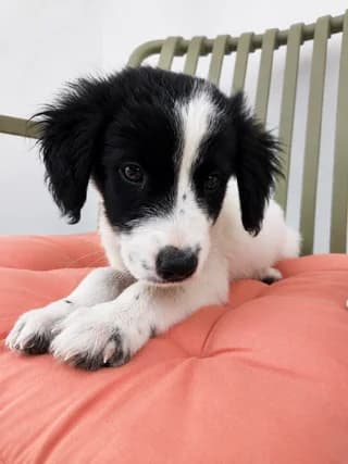 Archie, male puppy Mixed Breed for adoption at Dogs Voice, Athens