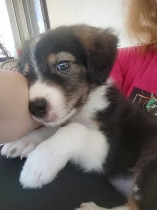 Eya (Εύα), female puppy Mixed Breed for adoption at Dogs Voice, Athens