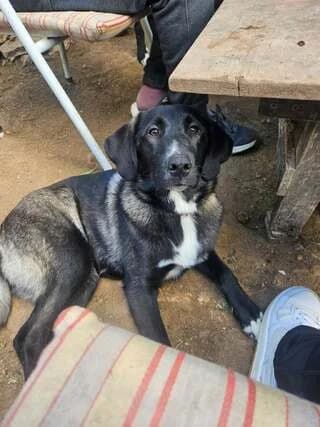 Mimoza (Μιμόζα), female puppy Mixed Breed for adoption at Dogs Voice, Athens